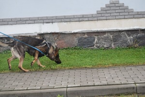 Pies policyjny podejmuje ślad wzdłuż jednego z budynków