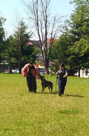 Policjanci pokazują tresurę psa policyjnego