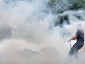Uroczystość 80-lecia Liceum Ogólnokształcącego im. Tadeusza Kotarbińskiego w Sępólnie Krajeńskim. Pokaz tresury psów