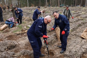 Akcja sadzenia lasu w Leśnictwie Adamowo. Na zdjęciu policjanci w trakcie sadzenia drzewek