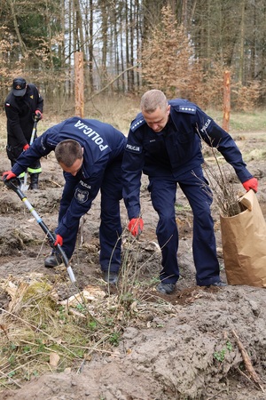 Akcja sadzenia lasu w Leśnictwie Adamowo. Na zdjęciu policjanci w trakcie sadzenia drzewek