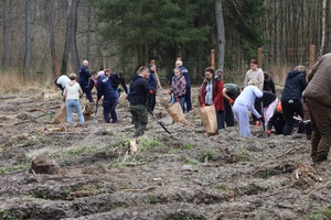 Akcja sadzenia lasu w Leśnictwie Adamowo. Na zdjęciu policjanci oraz inni uczestnicy w trakcie sadzenia drzewek.