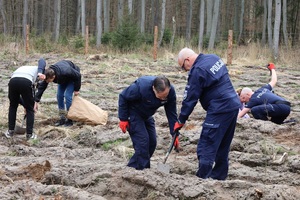 Akcja sadzenia lasu w Leśnictwie Adamowo. Na zdjęciu policjanci w trakcie sadzenia drzewek