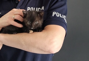 Zdjęcie odnalezionego kotka